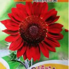 15 seeds 'Hongyun' Dark Red Sunflower