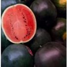 50 seeds Black Diamond Watermelon Seeds Black Skin Red Inside Fruits Thin Skin