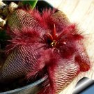 5 seeds Stapelia hirsuta Seeds