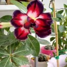2 seeds Tri-color Double Adenium black outer petal red middle part with white