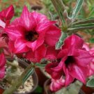2 seeds 2 layer Dark Red Adenium big blooming petals with black hole desert rose