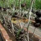 500 seeds 'Black Onyx' Tomato Professional Pack