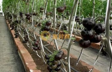 500 seeds 'Black Onyx' Tomato Professional Pack