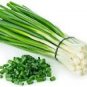 30 seeds Heirloom Green Drumstick Scallion Seeds Original Pack
