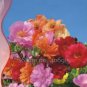 220 seeds Sunflower Potted Portulaca Grandiflora Seeds