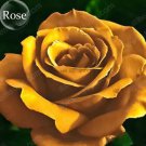 50 seeds Natural Golden Rose Flower