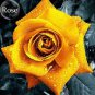 50 seeds Natural Golden Rose Flower
