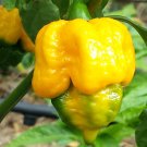 10 Seeds Yellow Trinidad Moruga Scorpion Chili Pepper