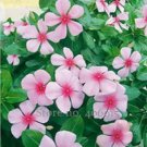 20 seeds Beautiful Periwinkle Flowers Seeds
