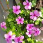 20 seeds Beautiful Periwinkle Flowers Seeds