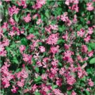 50 seeds Beautiful Dwarf Sharon Flowers Seeds