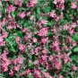 50 seeds Beautiful Dwarf Sharon Flowers Seeds