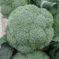 60 seeds Natural Organic Broccoli Vegetable Seeds