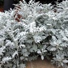 20 Seeds Senecio cineraria Silver Dusty Miller Ornamental Herb Plants