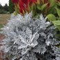20 Seeds Senecio cineraria Silver Dusty Miller Ornamental Herb Plants