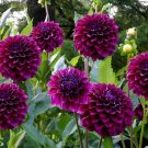 50 Seeds Rare Beautiful Alveolate Purple Dahlia Flower