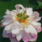 1 seeds Heirloom White Pink Double Wrinkled Nelumbo Nucifera Lotus Flower Seeds