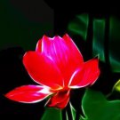 1 seeds Heirloom Super Red Nelumbo Nucifera Lotus Flower Bonsai Seeds