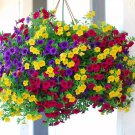 200 Seeds 'Huakai Darong' Mixed Bonsai Petunia Hybrid