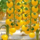 100 seeds Rare Hawaii Bright Yellow Cherry Tomato Organic Seeds