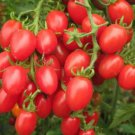 100 seeds 'Feng Tao' Bunches of Pink Red Cherry Tomato Seeds