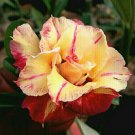 2 Seeds Adenium Orange Double Petals Red Edge Bonsai Flowers