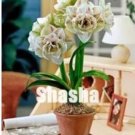 100 seeds Amaryllis Seed