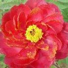 5 seeds Rare 'Hua Wang' Red Peony Flower with Golden Spot Flower Seeds