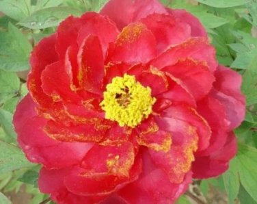 5 seeds Rare 'Hua Wang' Red Peony Flower with Golden Spot Flower Seeds