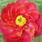 5 seeds Rare 'Hua Wang' Red Peony Flower with Golden Spot Flower Seeds
