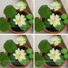 1 seeds Heirloom Bonsai White Nelumbo Nucifera Lotus Seeds