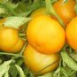 300 seeds Heirloom Big Yellow Tomato 'Peking 156' Organic Seeds