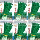 75 seeds Series Chinese Chives Seeds, Organic Green Allium Tuberosum Seeds