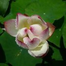 1 seeds New White Purple Nelumbo Nucifera Lotus Flower Seeds