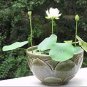 1 seeds New White Purple Nelumbo Nucifera Lotus Flower Seeds