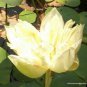1 seeds New White Purple Nelumbo Nucifera Lotus Flower Seeds