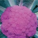 20 seeds Heirloom Purple Sicily Cauliflower Organic Vegetable Seeds