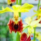 100 seeds Orchid Seeds Yellow Flowers with Blackish Red Tongue Flowers
