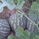 20 seeds Color Skin Red Inside Middle Sweet Juicy Watermelon 'Ling Long Ha' Organic