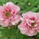 5 seeds Heirloom 'Fen Pan Tuo Jin' Pink Peony Tree Flower Organic Seeds