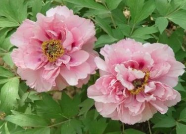 5 seeds Heirloom 'Fen Pan Tuo Jin' Pink Peony Tree Flower Organic Seeds