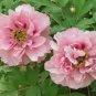 5 seeds Heirloom 'Fen Pan Tuo Jin' Pink Peony Tree Flower Organic Seeds