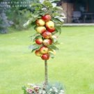 10 seeds Red Apple Tree BONSAI serious