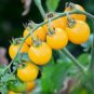 20 seeds Rare Milky Yellow Cherry Tomato Organic Seeds