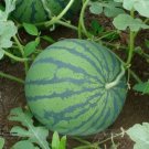 20 seeds Dark Green Skin Red Watermelon 'Tian Chang' Organic Seed