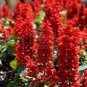 30 seeds Heirloom Scarlet Sage Short Red Salvia Flower Seeds