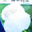 200 seeds Heirloom White Sticky Sweet Melon