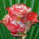 400 seeds ORANGE INTUITION ROSE, ROSE BUSH STRIPED