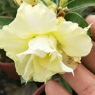 6 seeds Whitish Yellow Adenium Big Blooms Bonsai Flowers