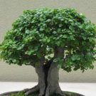 30 seeds Chinese Elm Bonsai Tree Plant Seeds